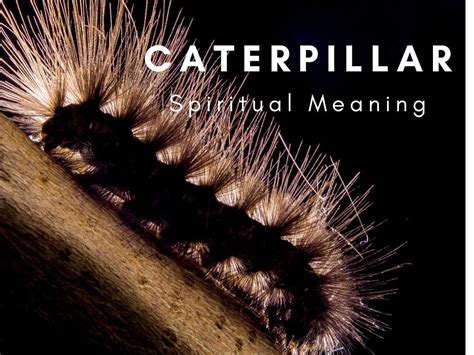 black caterpillar meaning spiritual|caterpillar symbols.